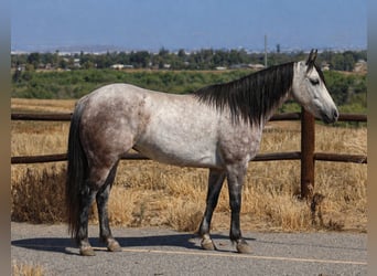 Quarter Pony, Giumenta, 6 Anni, Grigio