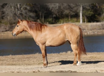 Quarter Pony, Giumenta, 8 Anni, 132 cm, Red dun