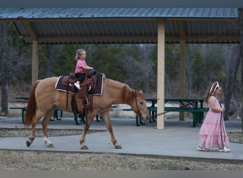 Quarter Pony, Giumenta, 8 Anni, 132 cm, Red dun