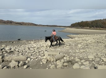 Quarter Pony, Giumenta, 8 Anni, 142 cm, Roano blu