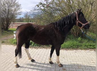 Quarter Pony, Giumenta, 8 Anni, 145 cm, Morello