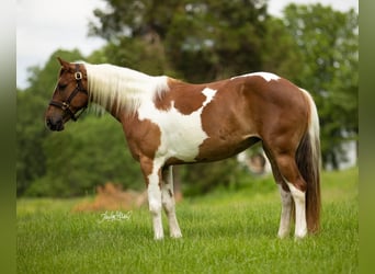 Quarter Pony, Giumenta, 8 Anni