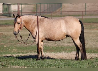 Quarter Pony, Giumenta, 8 Anni, Pelle di daino