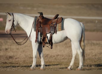 Quarter Pony, Giumenta, 9 Anni, 130 cm, Bianco
