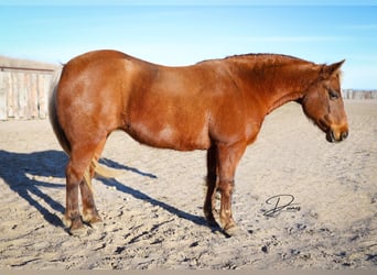 Quarter Pony, Giumenta, 9 Anni, 137 cm, Sauro ciliegia