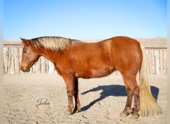 Quarter Pony, Giumenta, 9 Anni, 137 cm, Sauro ciliegia