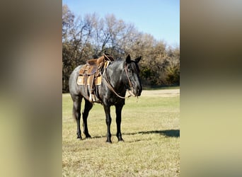 Quarter Pony, Giumenta, 9 Anni, 142 cm, Roano blu