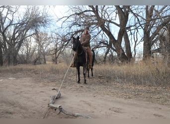 Quarter Pony, Giumenta, 9 Anni, 145 cm, Roano blu