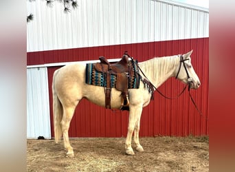 Quarter Pony, Giumenta, 9 Anni