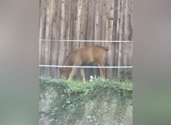 Quarter Pony Mix, Giumenta, Puledri
 (05/2024), 145 cm, Sauro