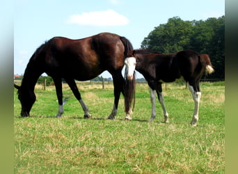 Quarter Pony, Giumenta, Puledri
 (06/2023), 148 cm, Overo-tutti i colori
