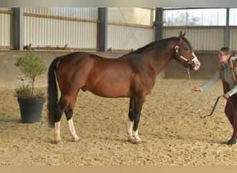Quarter Pony, Hengst, 11 Jahre, 153 cm, Brauner