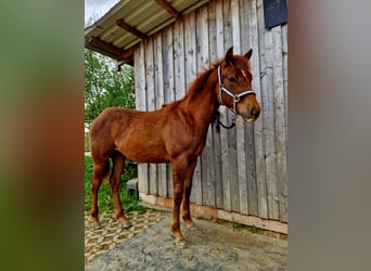 Quarter Pony, Hengst, 1 Jaar, 130 cm, Donkere-vos