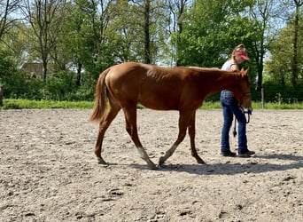 Quarter Pony, Hengst, 1 Jaar, 141 cm, Roodvos