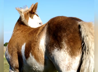 Quarter Pony, Hengst, 1 Jaar, 148 cm, Overo-alle-kleuren