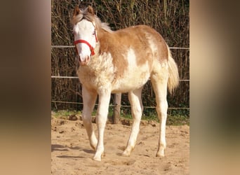 Quarter Pony, Hengst, 1 Jaar, 148 cm, Overo-alle-kleuren
