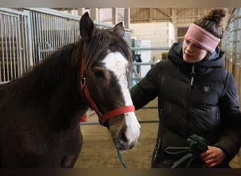 Quarter Pony Mix, Hengst, 1 Jaar, 152 cm, Falbe