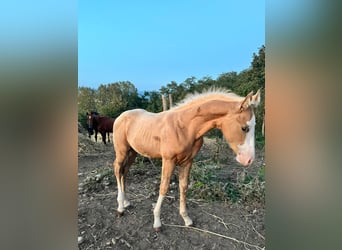 Quarter Pony, Hengst, 1 Jaar, Palomino