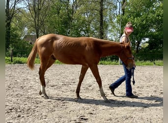 Quarter Pony, Hengst, 1 Jahr, 141 cm, Rotfuchs