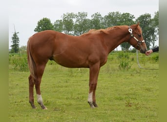 Quarter Pony, Hengst, 1 Jahr, 145 cm, Rotfuchs