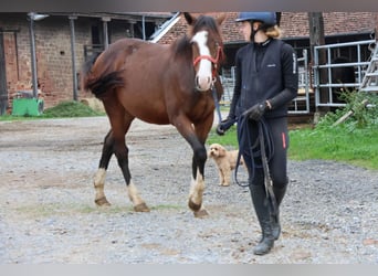 Quarter Pony Mix, Hengst, 1 Jahr, 150 cm, Brauner