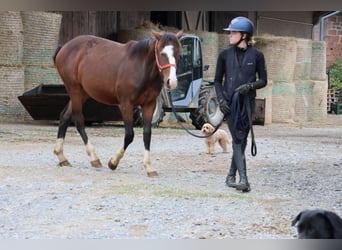 Quarter Pony Mix, Hengst, 1 Jahr, 150 cm, Brauner