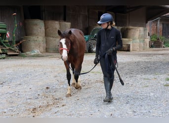 Quarter Pony Mix, Hengst, 1 Jahr, 150 cm, Brauner
