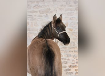 Quarter Pony, Hengst, 2 Jaar, 125 cm, Grullo