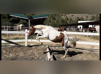 Quarter Pony Mix, Hengst, 2 Jaar, 140 cm, Gevlekt-paard