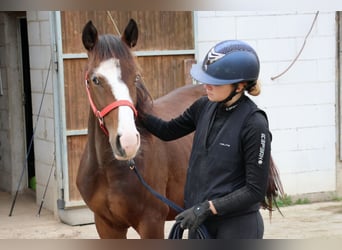 Quarter Pony Mix, Hengst, 2 Jaar, 150 cm, Bruin