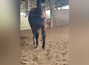 Quarter Pony Mix, Hengst, 2 Jaar, 150 cm, Bruin