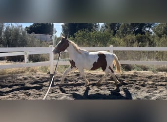 Quarter Pony Mix, Hengst, 2 Jahre, 140 cm, Schecke