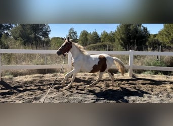 Quarter Pony Mix, Hengst, 2 Jahre, 140 cm, Schecke