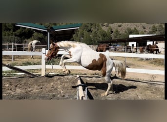 Quarter Pony Mix, Hengst, 2 Jahre, 140 cm, Schecke