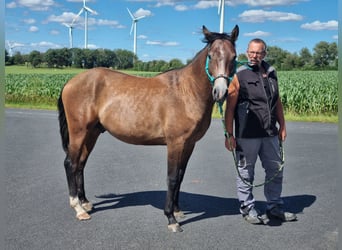 Quarter Pony Mix, Hengst, 2 Jahre, 147 cm, Roan-Red