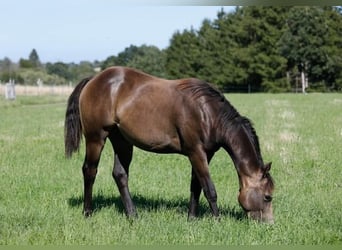 Quarter Pony, Hengst, 2 Jahre, 149 cm, Buckskin