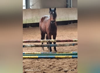 Quarter Pony Mix, Hengst, 2 Jahre, 150 cm, Brauner