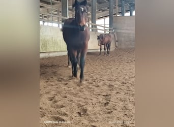 Quarter Pony Mix, Hengst, 2 Jahre, 150 cm, Brauner