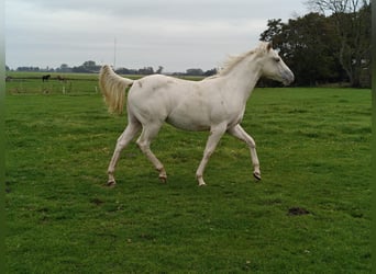 Quarter Pony, Hengst, 2 Jahre, 150 cm, Champagne
