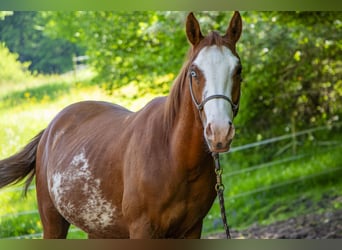 Quarter Pony, Hengst, 3 Jaar, 140 cm, Vos
