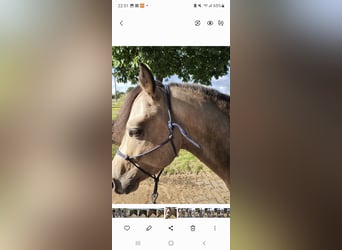 Quarter Pony, Hengst, 4 Jahre, 135 cm, Buckskin