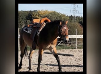 Quarter Pony Mix, Hengst, 4 Jahre, 140 cm, Brauner