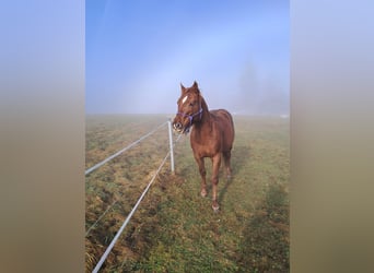 Quarter Pony, Hengst, 5 Jahre, 148 cm, Fuchs