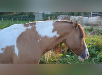 Quarter Pony, Hengst, 10 Jahre, 135 cm, Falbe