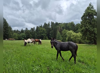 Quarter Pony, Hengst, Fohlen (04/2025), 145 cm, Blauschimmel