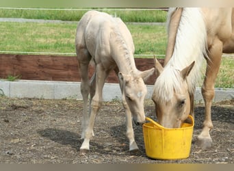 Quarter Pony, Hengst, Fohlen (06/2026), 145 cm, Palomino
