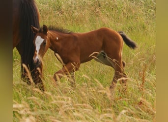 Quarter Pony, Hengst, , 148 cm, Brauner