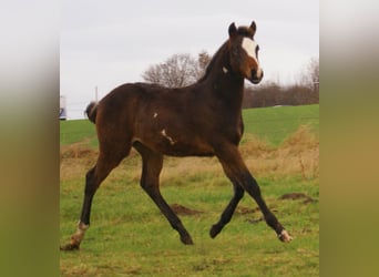 Quarter Pony, Hengst, Fohlen (06/2025), 148 cm, Overo-alle-Farben