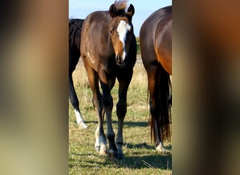 Quarter Pony, Hengst, Fohlen (06/2025), 148 cm, Overo-alle-Farben