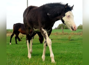 Quarter Pony, Hengst, Fohlen (06/2023), 148 cm, Overo-alle-Farben